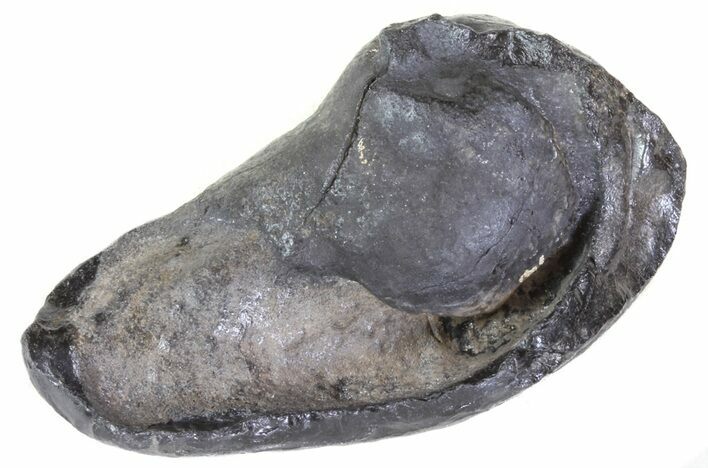 Fossil Whale Ear Bone - Miocene #63547